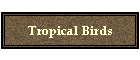 Tropical Birds
